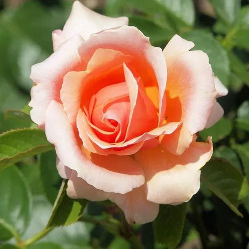 Warm Wishes Hybrid Tea Rose Flowers