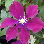 Warsaw Nike Clematis Flowers