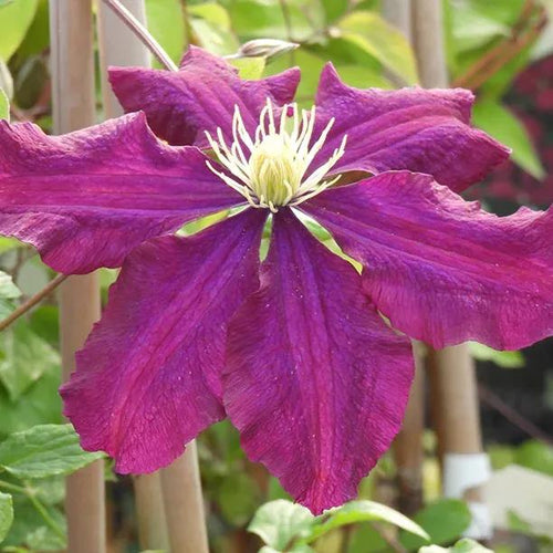 Warsaw Nike Clematis Flower