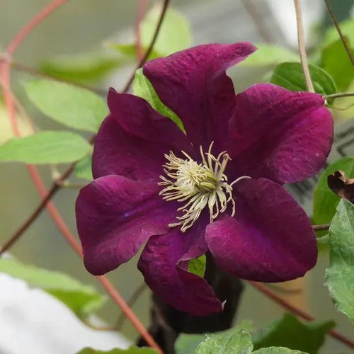 Warsaw Nike Clematis Flowers