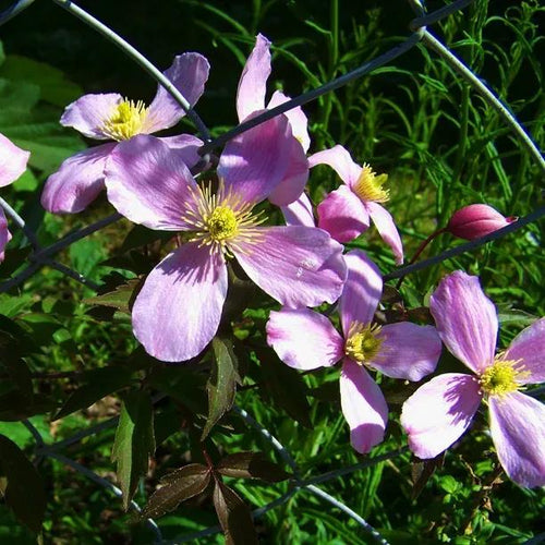 Warwickshire Rose Clematis Flowers