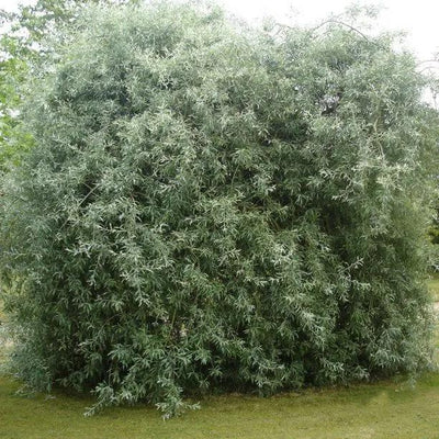Mature Weeping Pear Tree