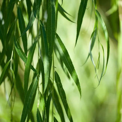Weeping Willow Leaves