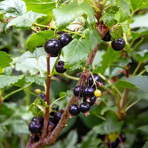 Wellington blackcurrants on the bush