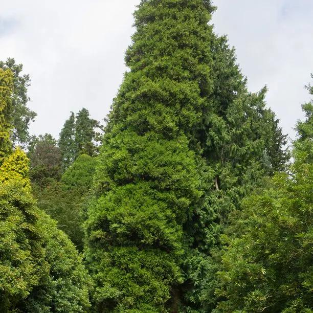 Mature Western Red Cedar Tree