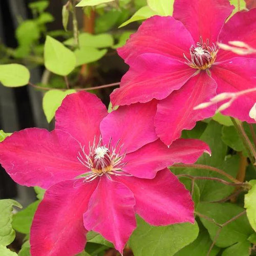Westerplatte Clematis Flowers