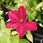 Westerplatte Clematis Flowers