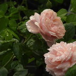 Two pale blush pink roses with dew drops on their petals, surrounded by green leaves.