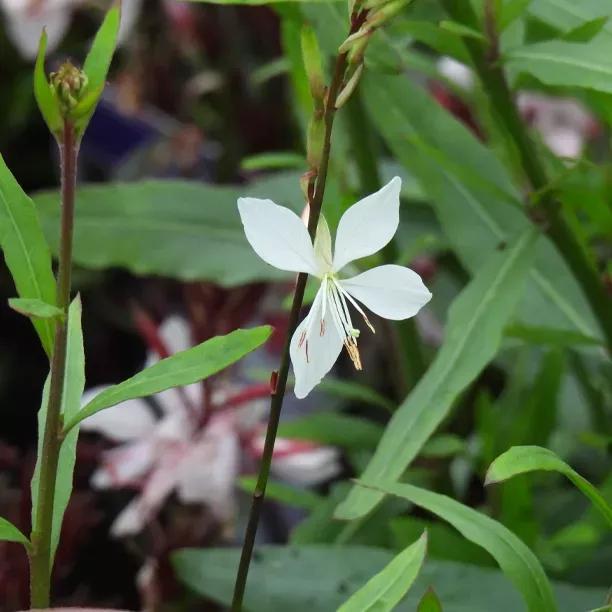 Whirling Butterflies Gaura Flowers