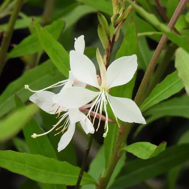 Whirling Butterflies Gaura Flowers