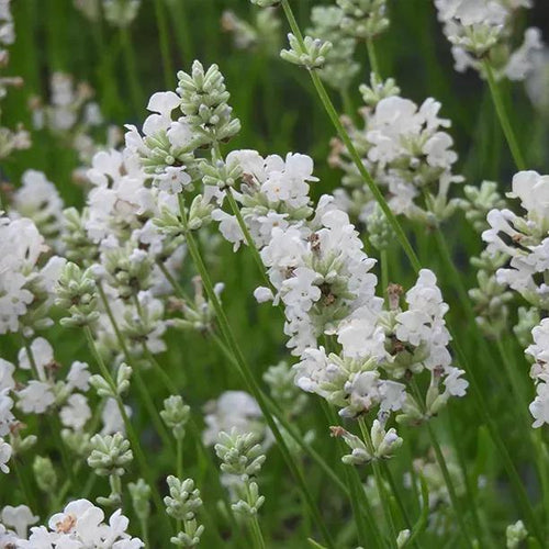 Arctic Snow White Lavender Flowers