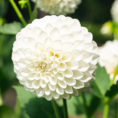 White Aster dahlia flower with perfectly formed pompom blooms and densely packed white petals