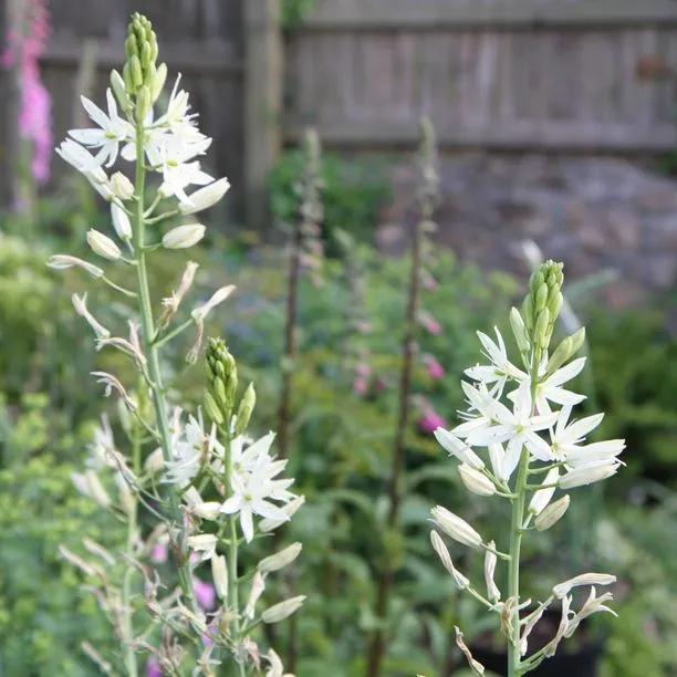 White Camassia Flowers