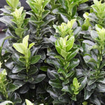 White Candle Japanese Spindle Leaves