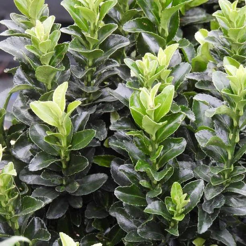 White Candle Japanese Spindle Leaves