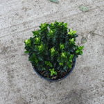 White Candle Japanese Spindle Plant