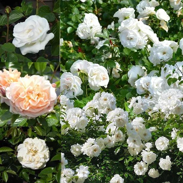 Collection of three white/cream Rose Flowers