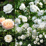 Collection of three white/cream Rose Flowers