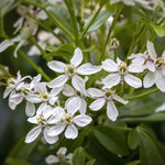 White Dazzzler Choisya Flowers