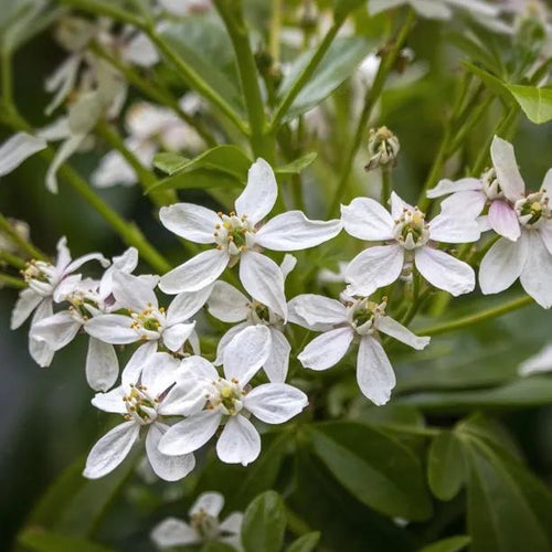 White Dazzzler Choisya Flowers