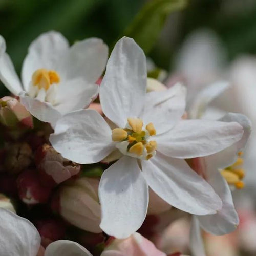White Dazzzler Choisya Flowers
