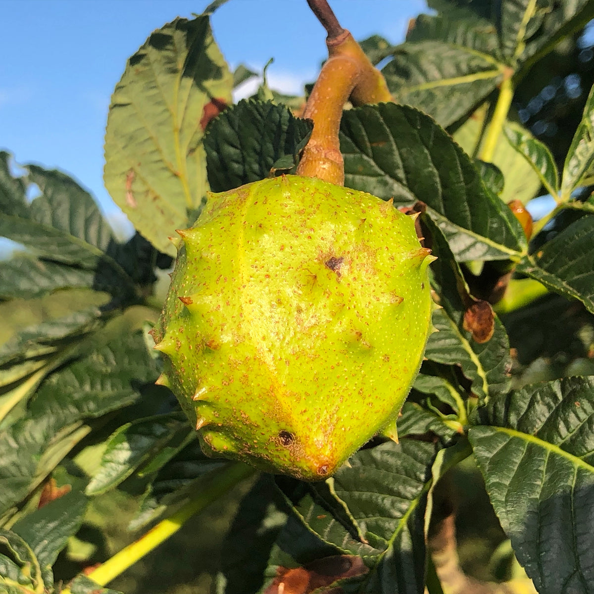 White horse chestnut conker