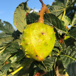 White horse chestnut conker