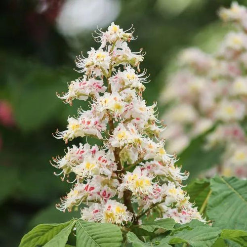 White Horse Chestnut Flowers