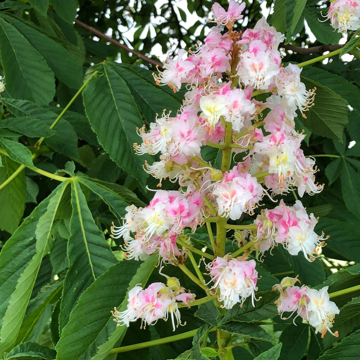White horse chestnut flowers