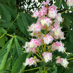 White horse chestnut flowers