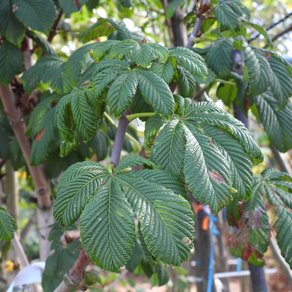 Close-up of green, highly textured, palmate compound leaves on a tree branch with brown twigs and a blurred outdoor background.