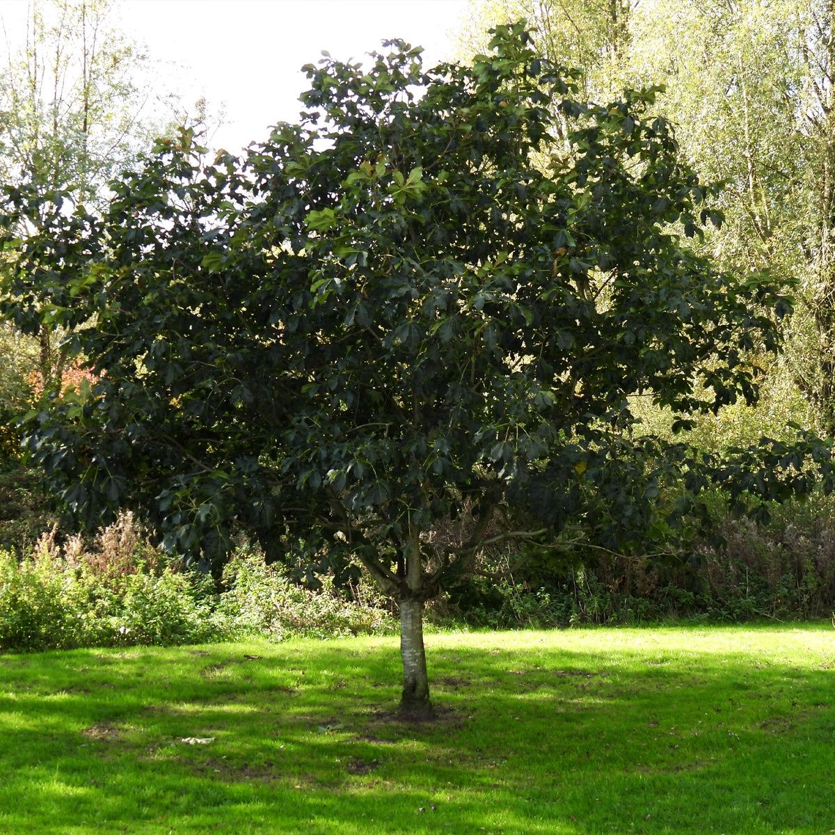 White horse chestnut tree