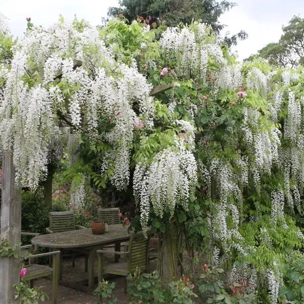 Mature White Japanese Wisteria in Flower
