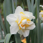 White Lion Daffodil Flowers