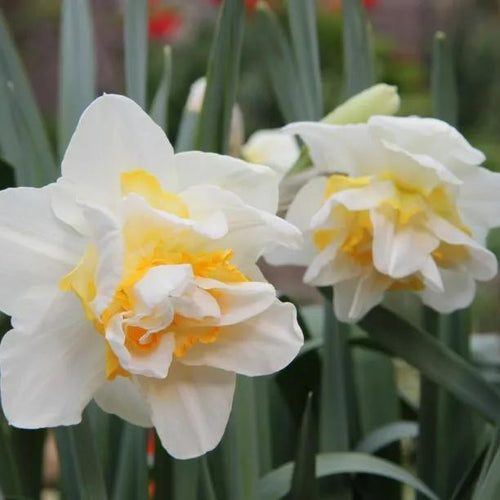 White Lion Daffodil Flowers