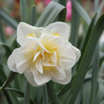 White Lion Daffodil Flowers