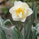 White Lion Daffodil Flowers
