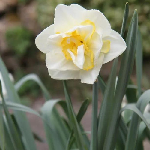 White Lion Daffodil Flowers
