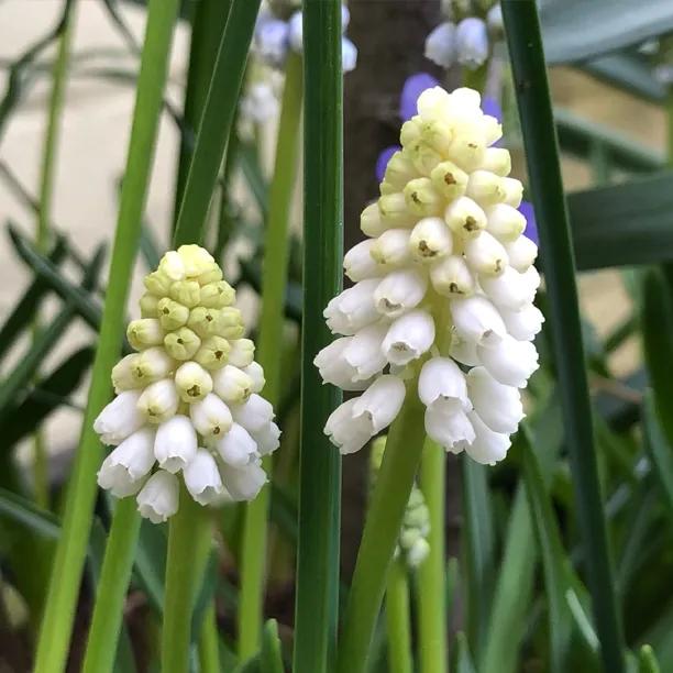 White Magic Grape Hyacinth Flowers