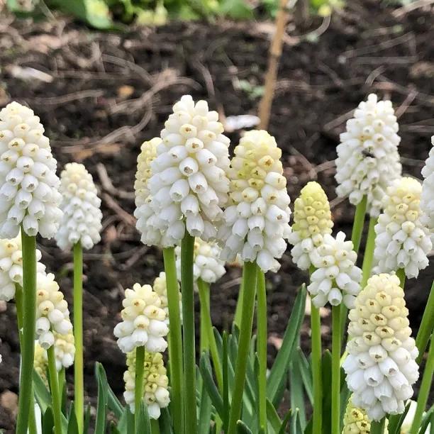White Magic Grape Hyacinth Flowers