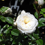 White Patio Rose Flowers