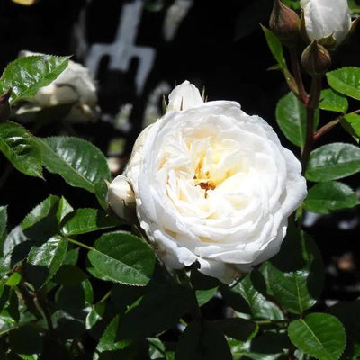 White Patio Rose Flowers
