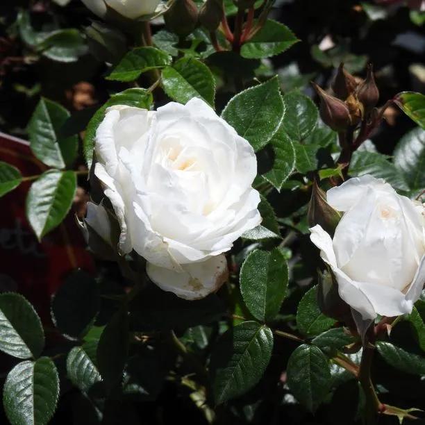 White Patio Rose Flowers