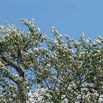 White Poplar tree with silvery-white foliage against clear blue sky showing distinctive leaf colour