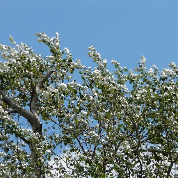 White Poplar tree with silvery-white foliage against clear blue sky showing distinctive leaf colour