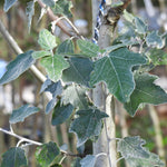 Close-up of variegated green and white foliage on a tree trunk, with blurred branches and leaves in the background.