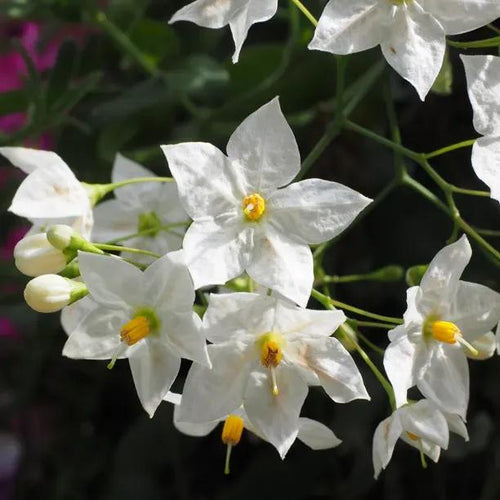 Album White Potato Vine flowers