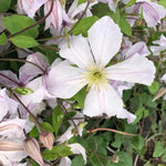 White Prince Charles Clematis Flowers