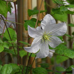 White Prince Charles Clematis Flowers