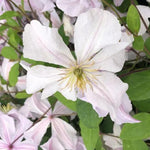 White Prince Charles Clematis Flowers